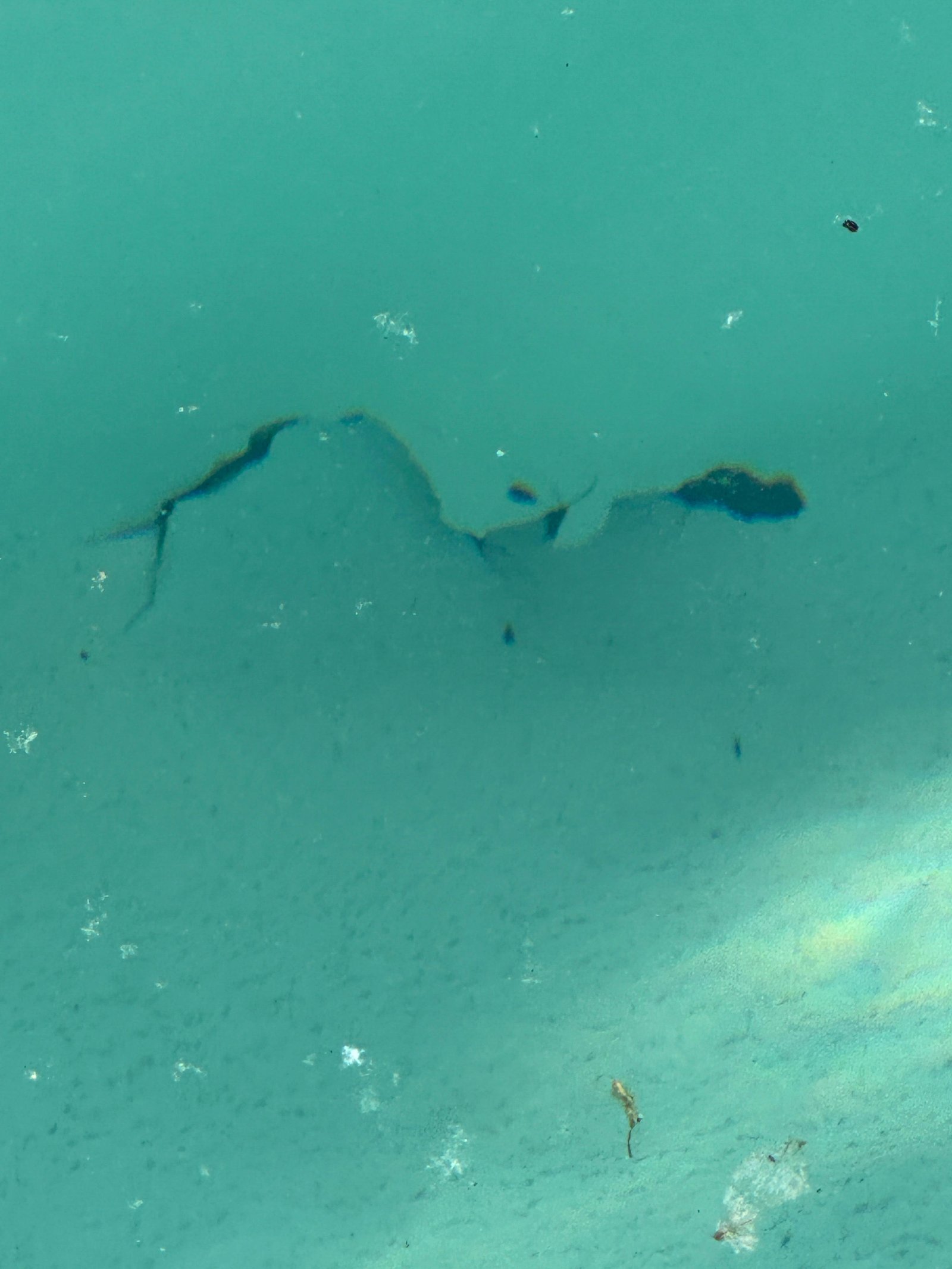 Fissure visible sur paroi de piscine sous l'eau — fuite identifiée